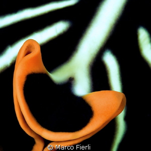 tiger flatworm, abstract by Marco Fierli 